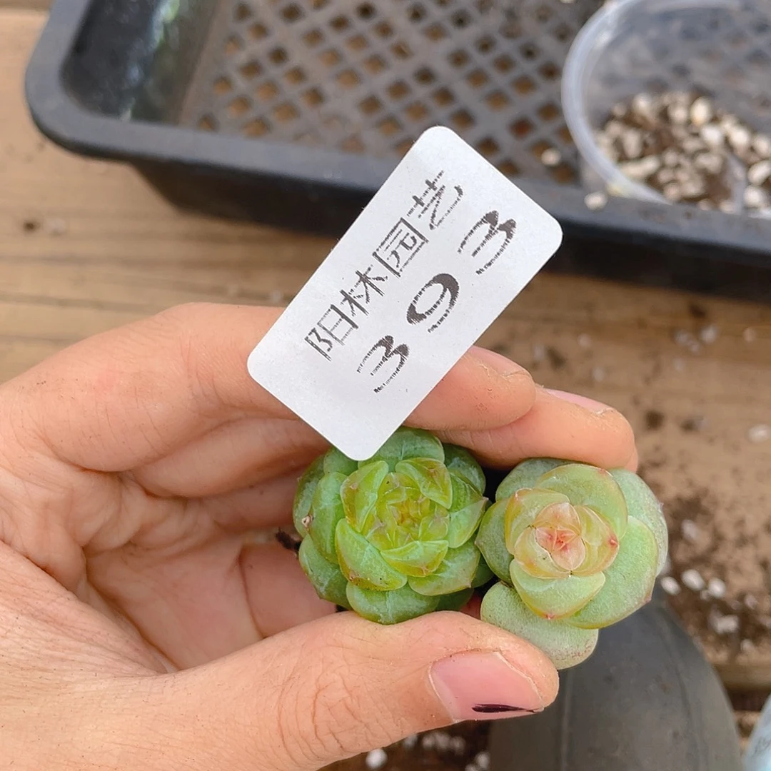 多肉植物多肉植物393