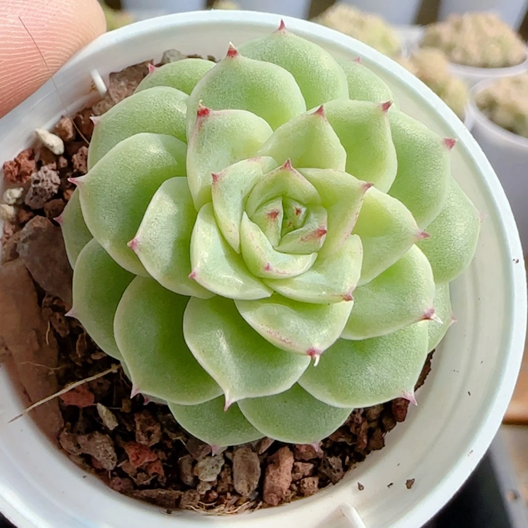 1110-149（优选麦杆）