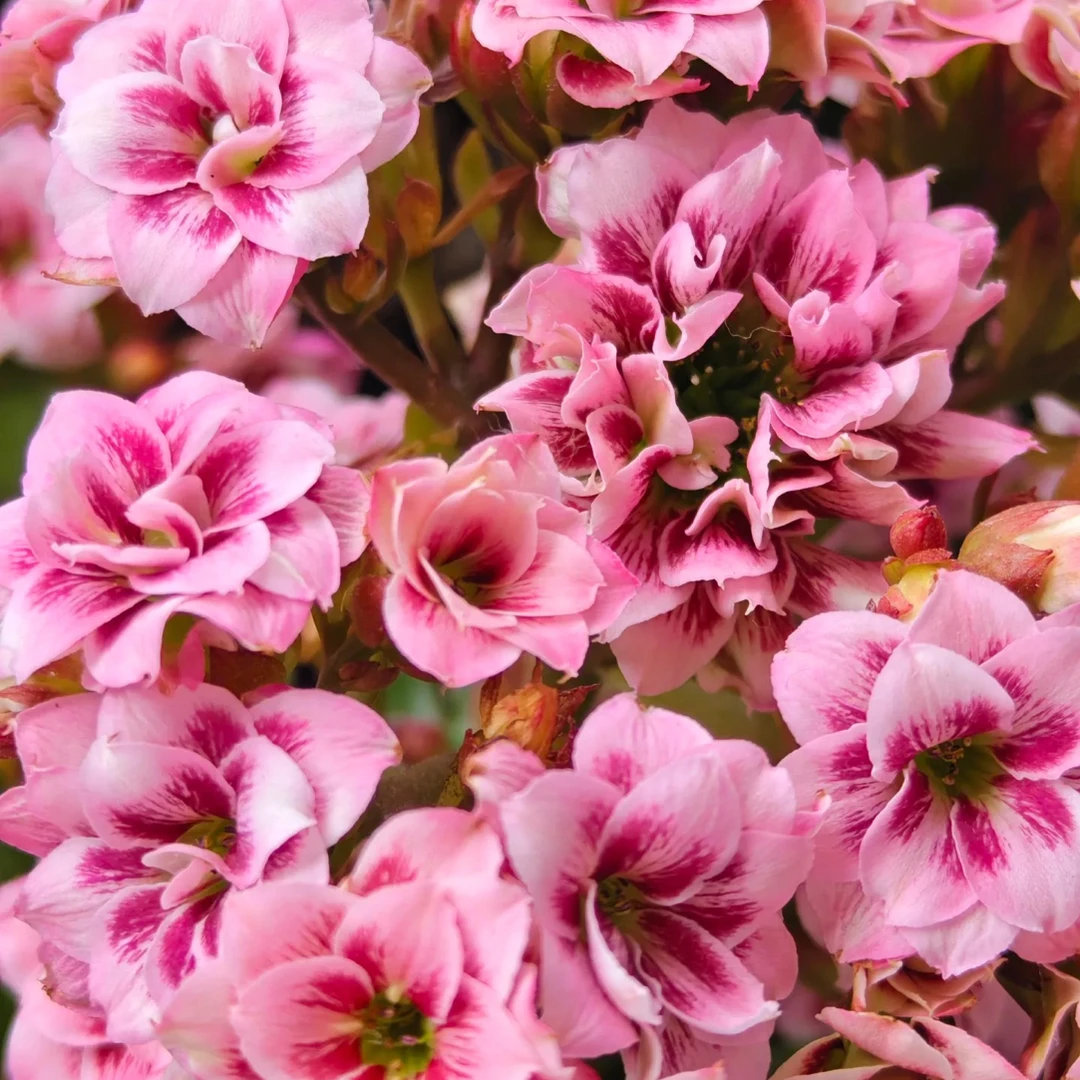 （阿雷克斯）110盆一代种苗长寿 稀有猫眼品种 产地直发