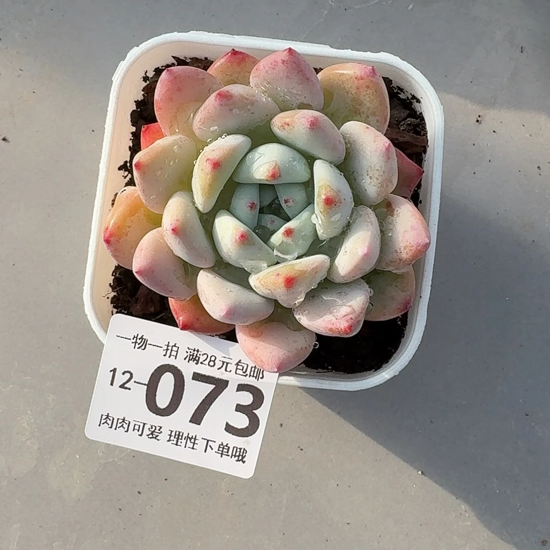 望舒无盆土发货无