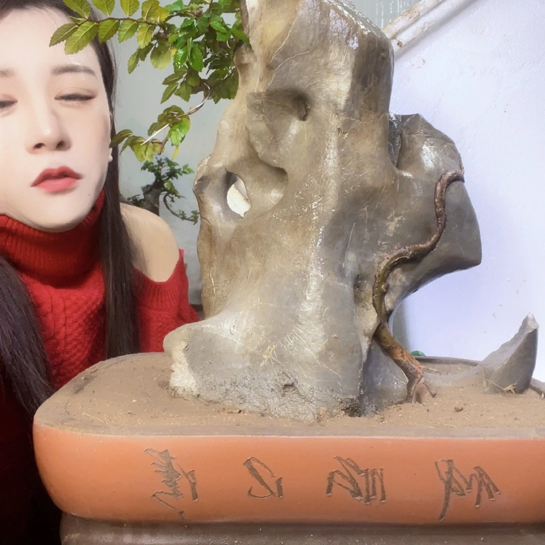 贵***筐无花朵如图兔兔呜呜呜