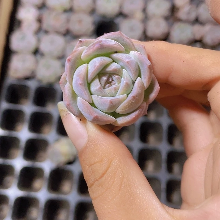 62精品粉琥珀2颗一组