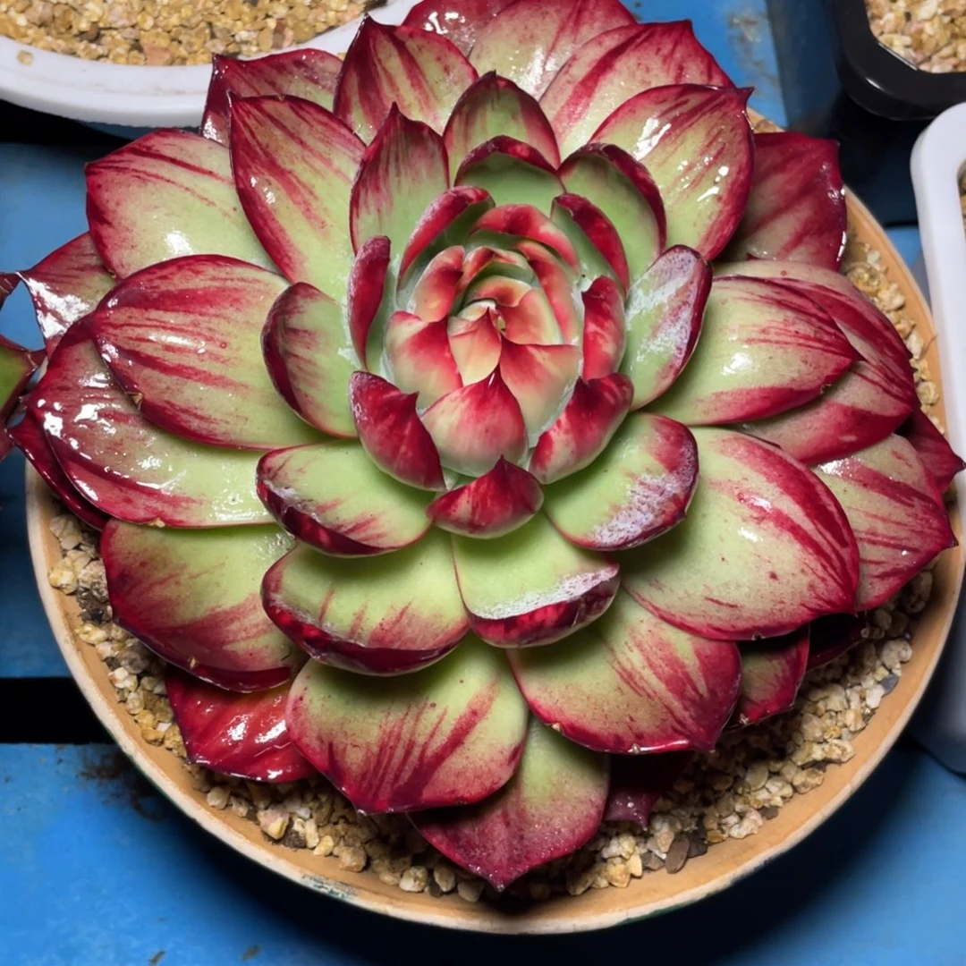 惊鸿仙子冠服20左右