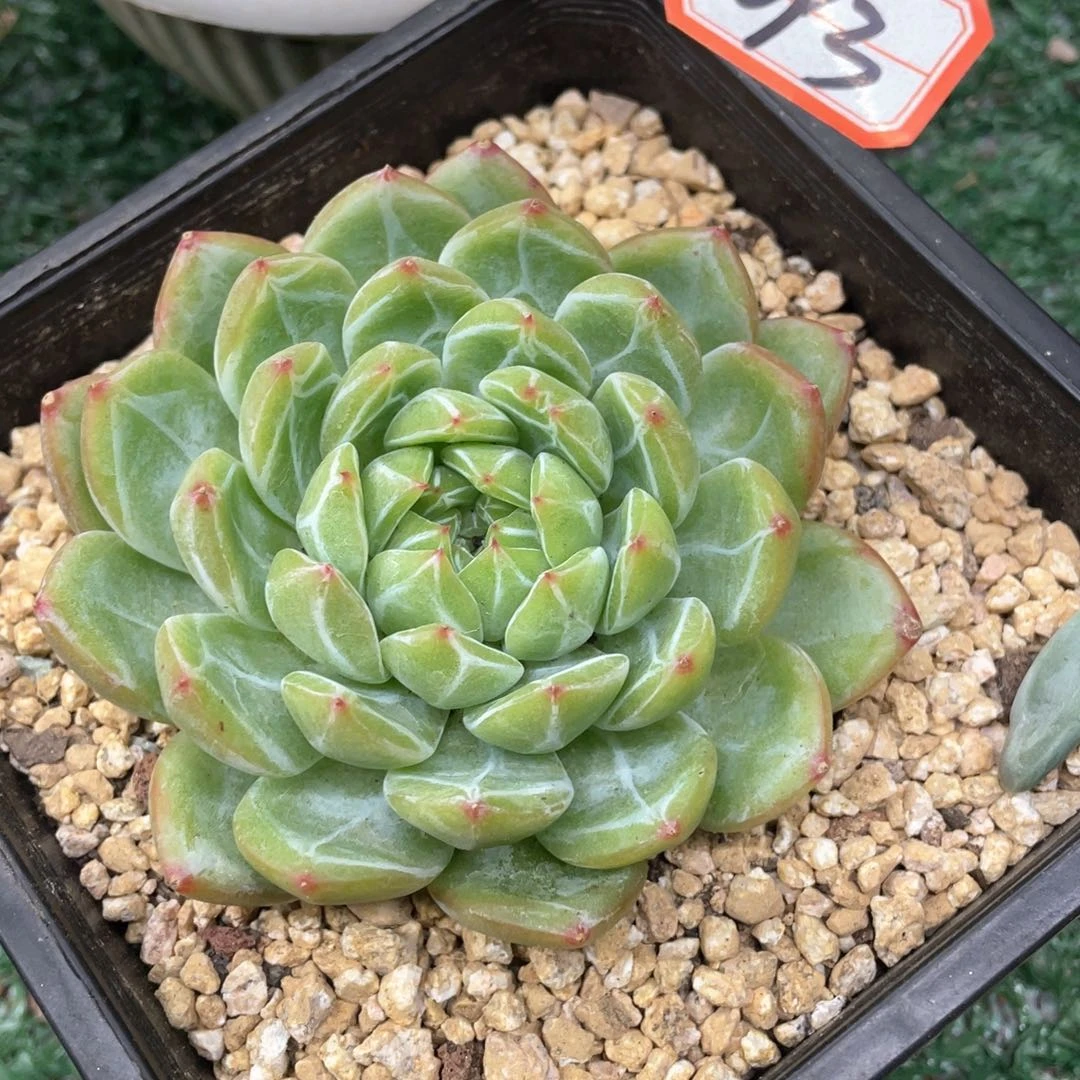 093 一物一拍28包邮