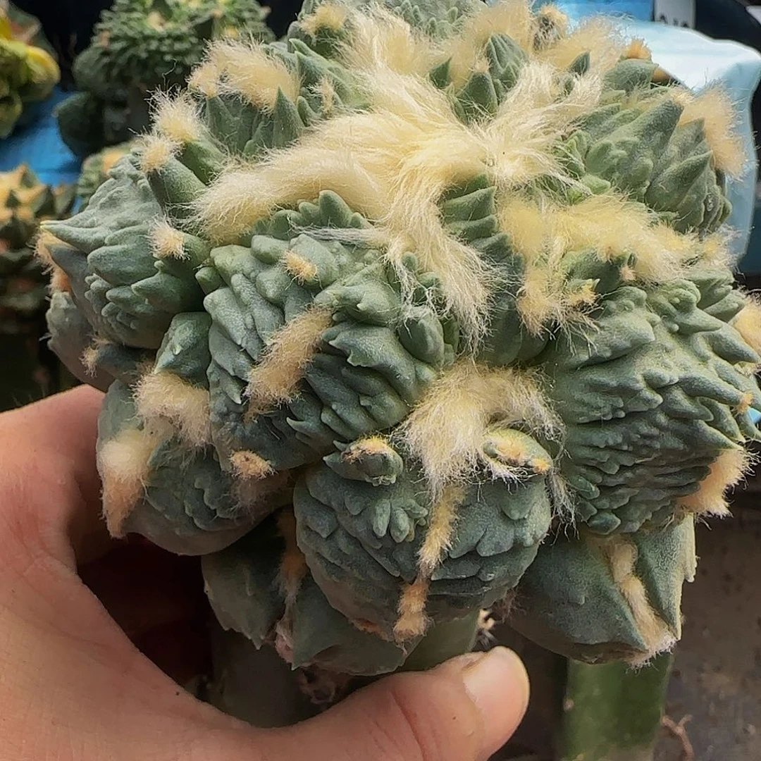 蛋怒003仙人球开花