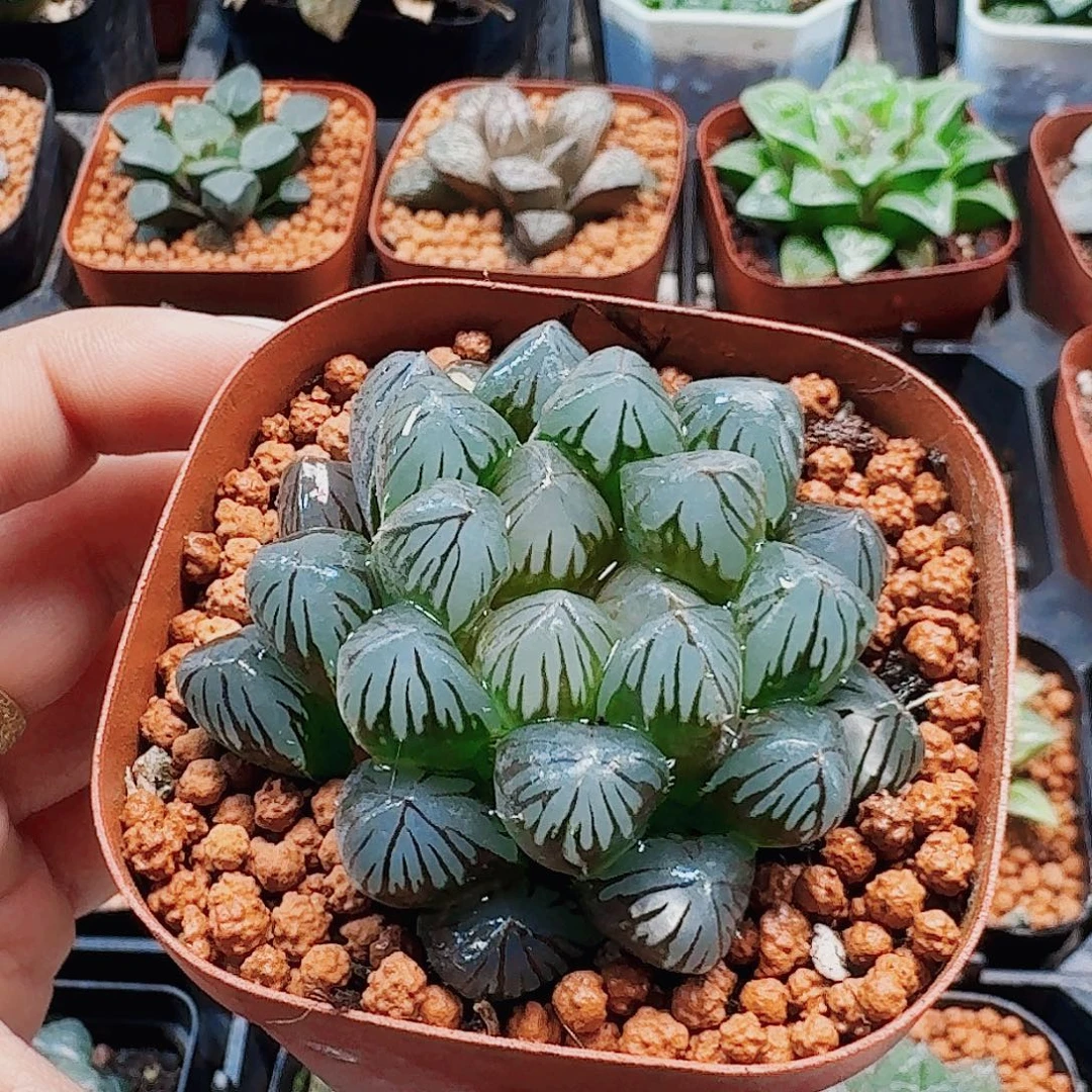 十二卷 龙爪 新粉福利