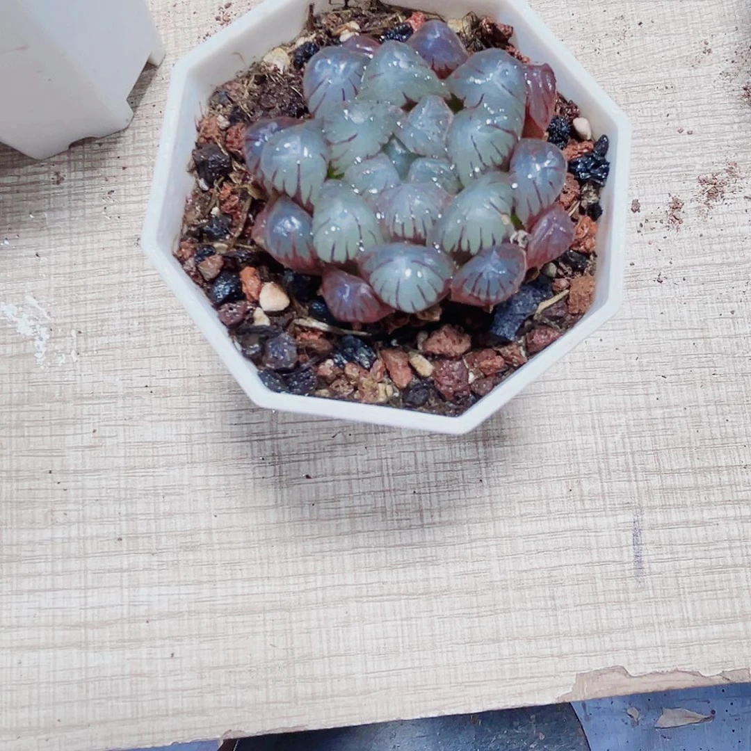 粉果冻多肉植物6666