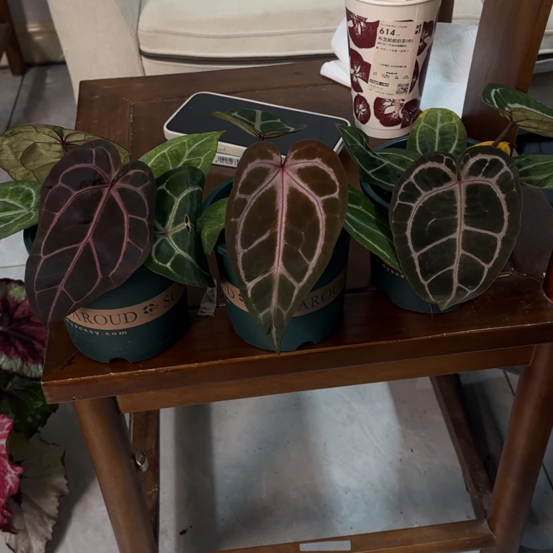 不开花植物f3红水晶（一物一拍