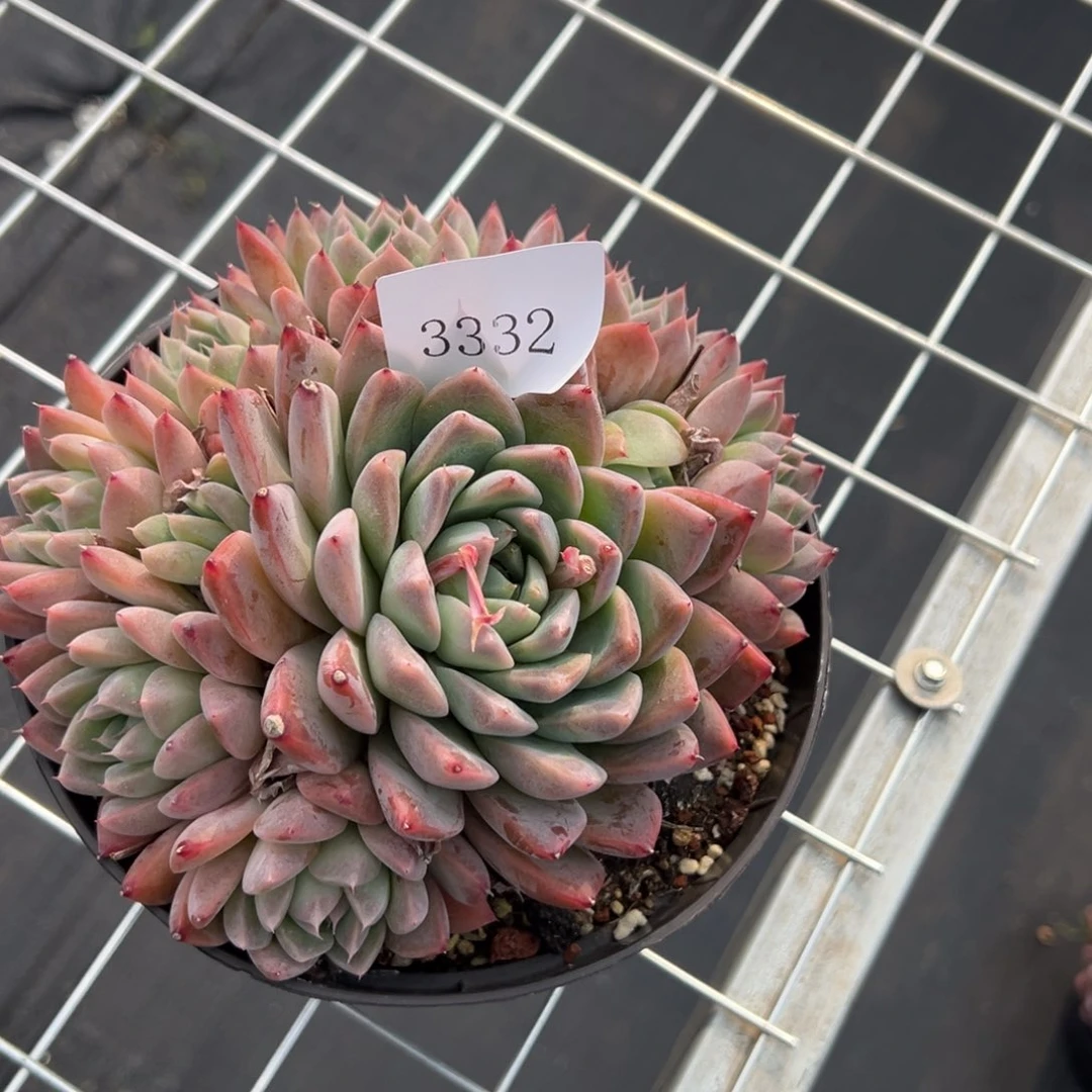 三*3332多肉多多多多