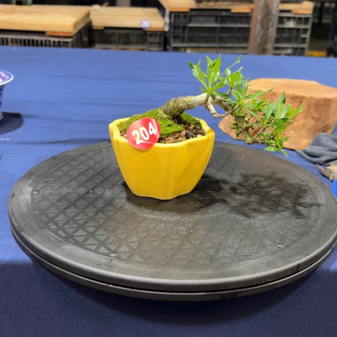 看****来大棚转让204号包邮