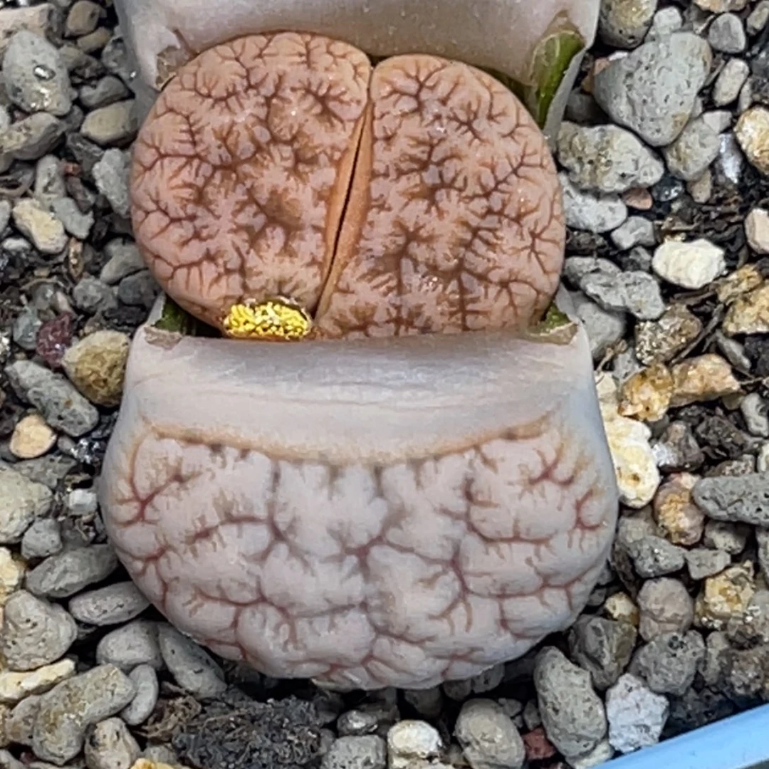 6085睫毛凹凸拿铁189