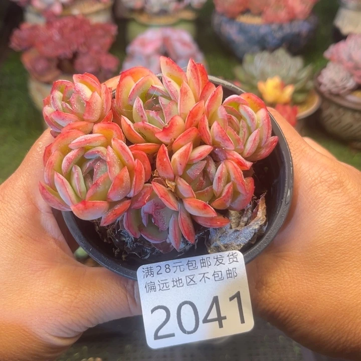 大2041（dvxvxccvvvvv