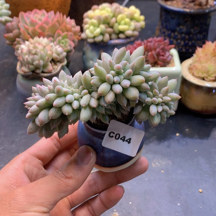 一物一拍满38包邮C044