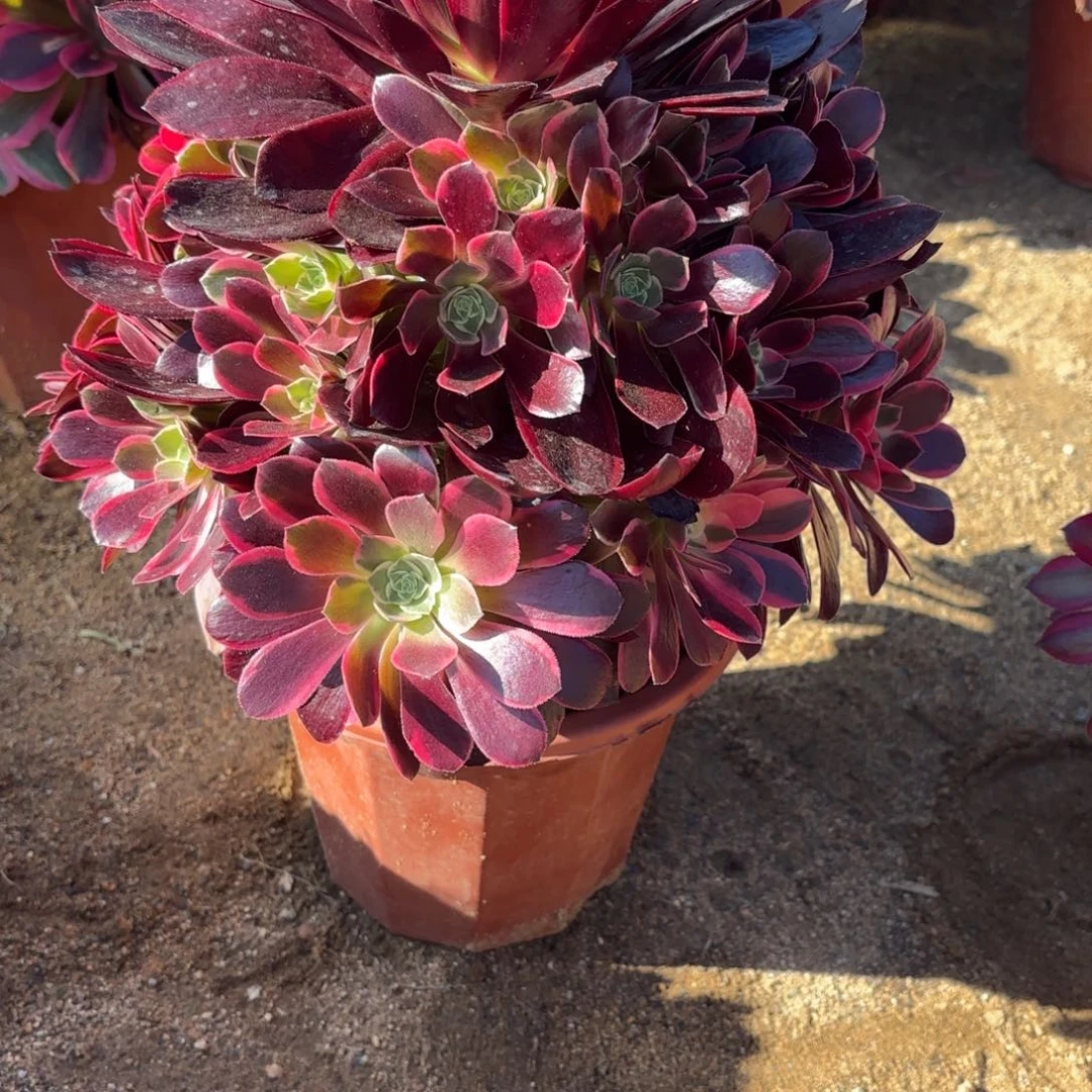 花好月又圆1234562525