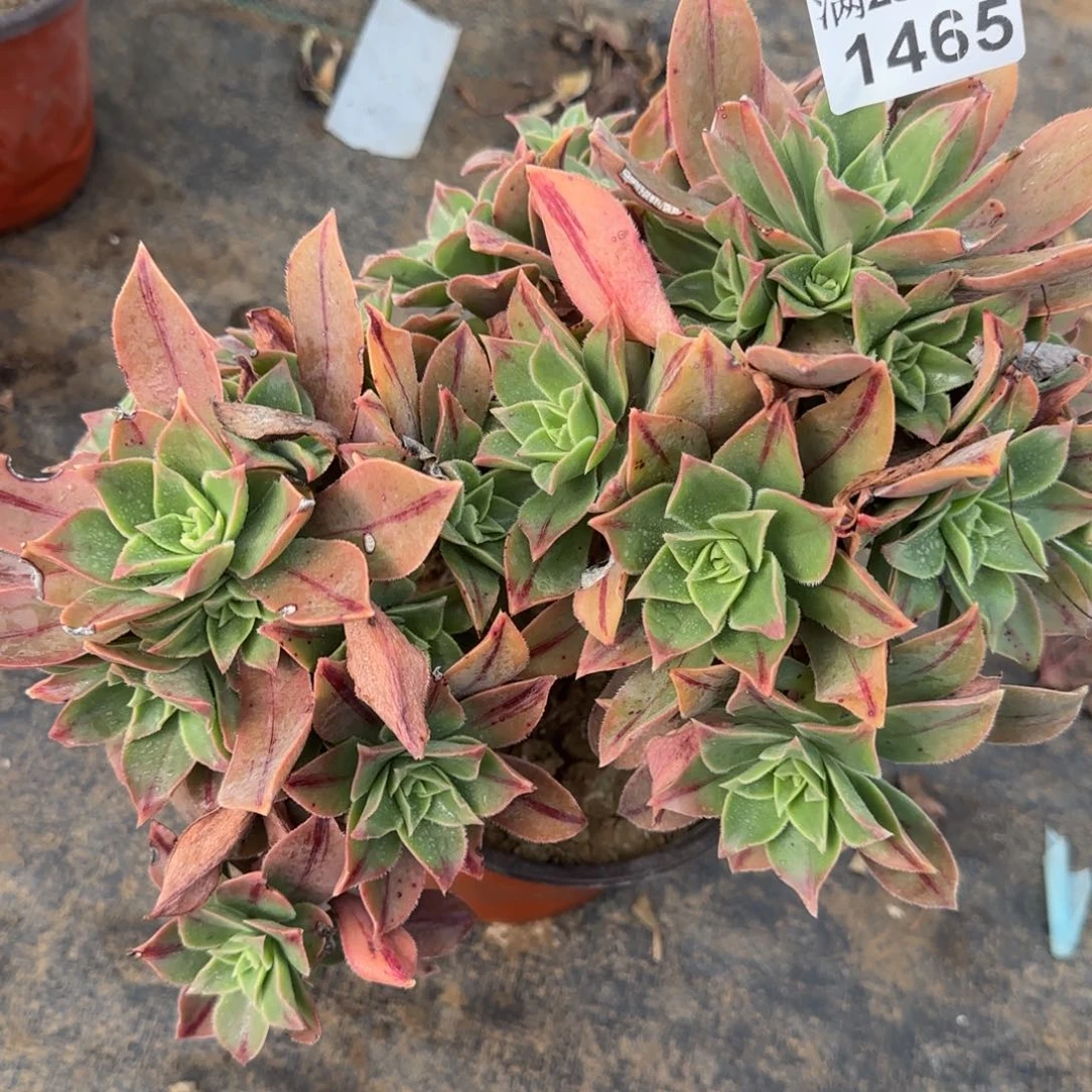 红叶多肉1465满28包邮断枝不包