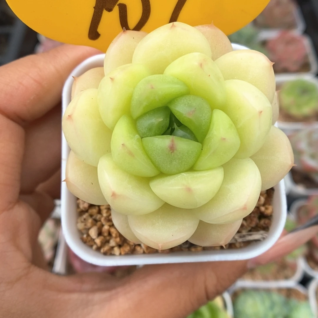 油透麦秆可拍907号。