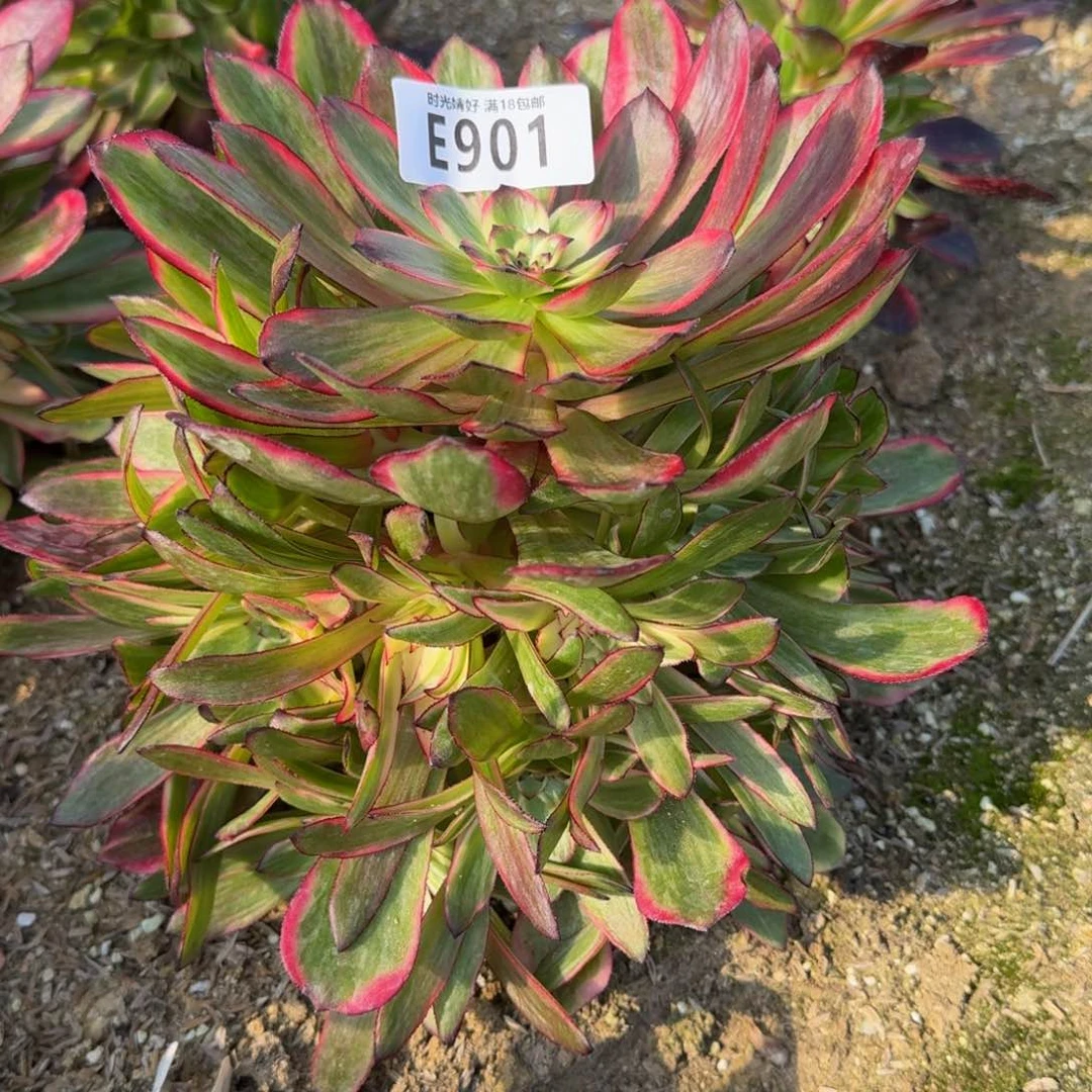 鱼*水901烟花多肉植物