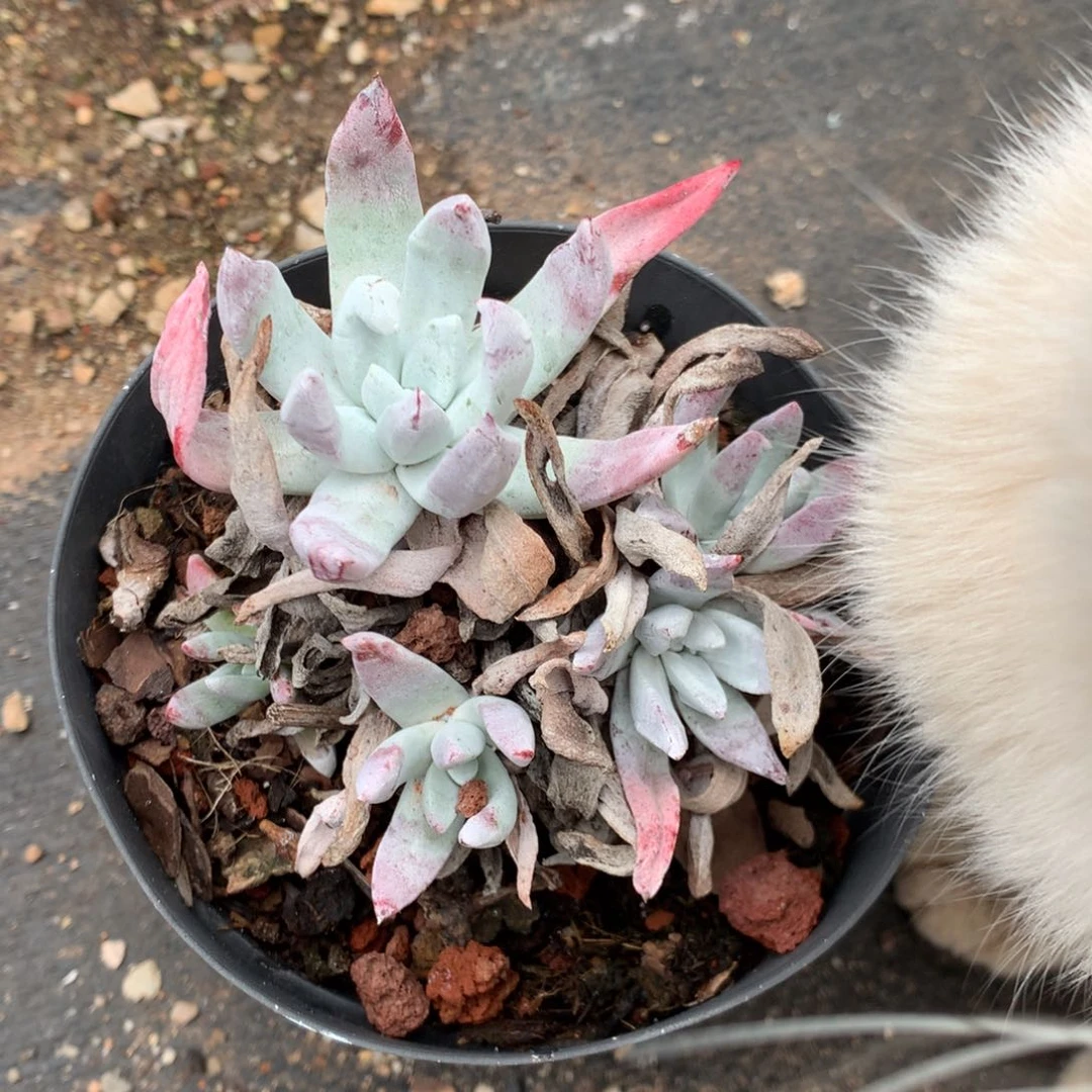 初霜，2月8日发货多肉