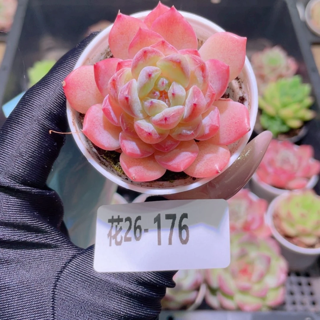 花利美26-176果汁