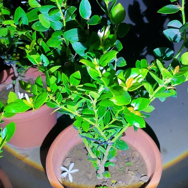 陈***福完全开放果树88888