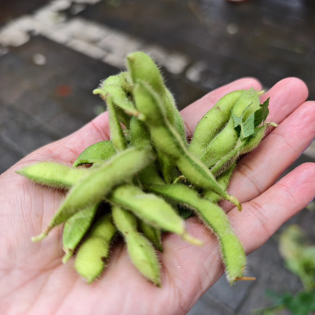 小毛豆绿色野外种植自然生长徐州特产新鲜发货