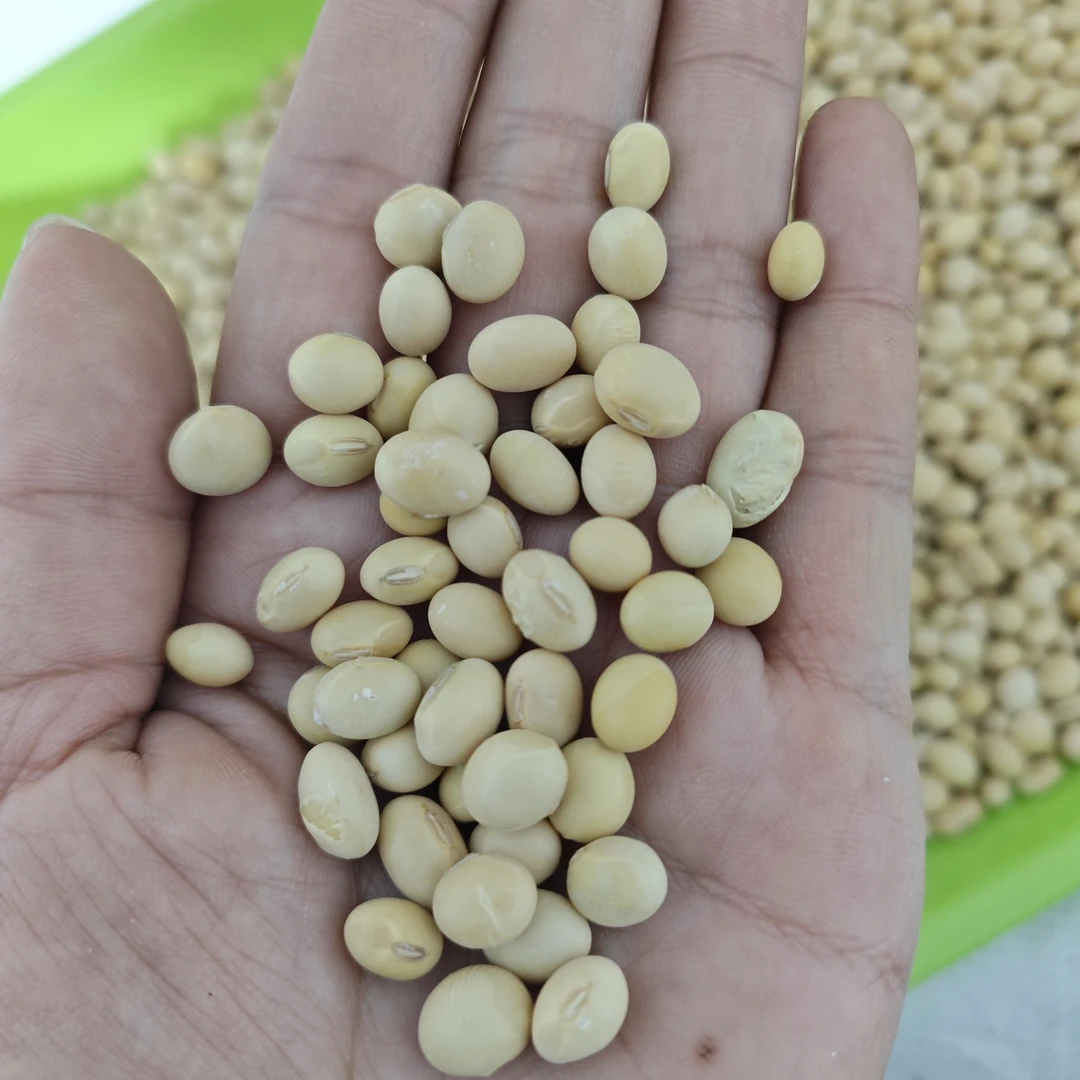 老品种黄豆  绿皮黄豆（有点丑介意勿拍）