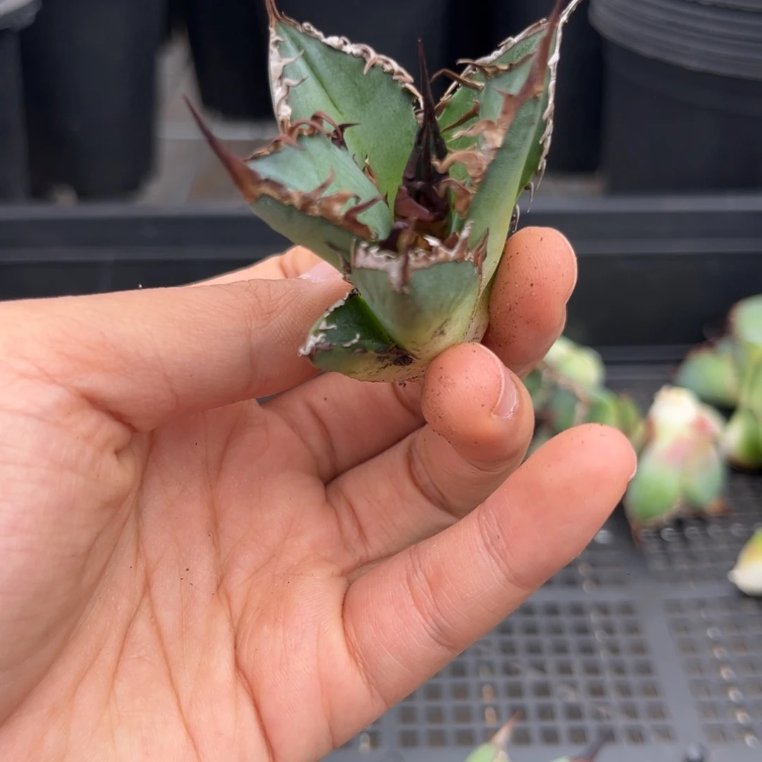龙舌兰仁王冠芽子