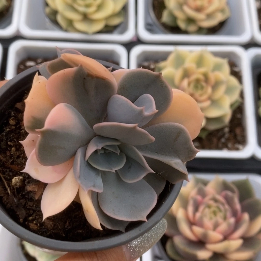 101双子座锦锦锦锦锦锦锦