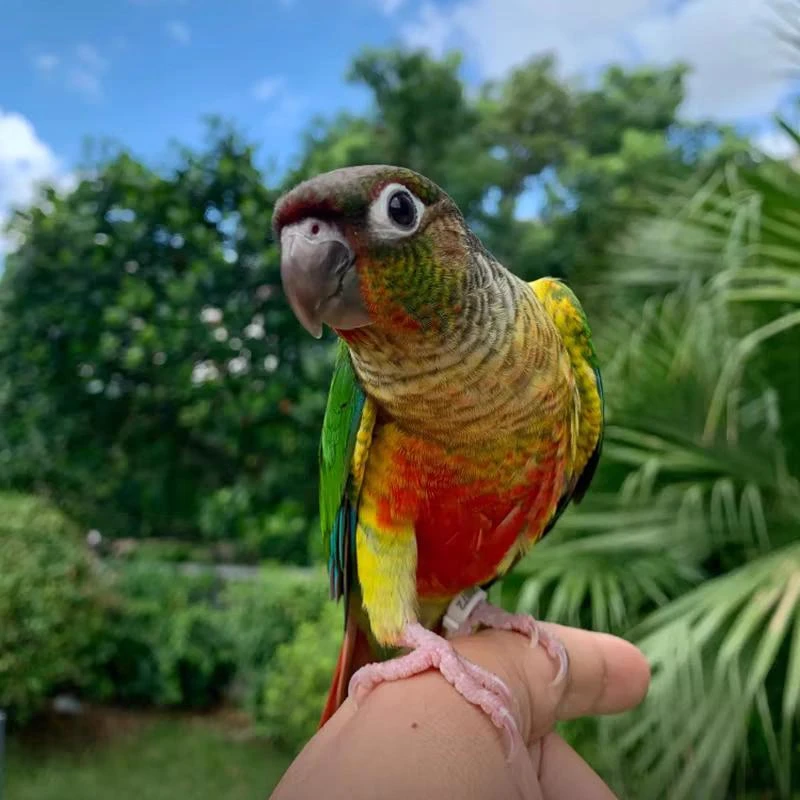 手养亲人可学舌互动的可爱活体鹦鹉宠物雏鸟