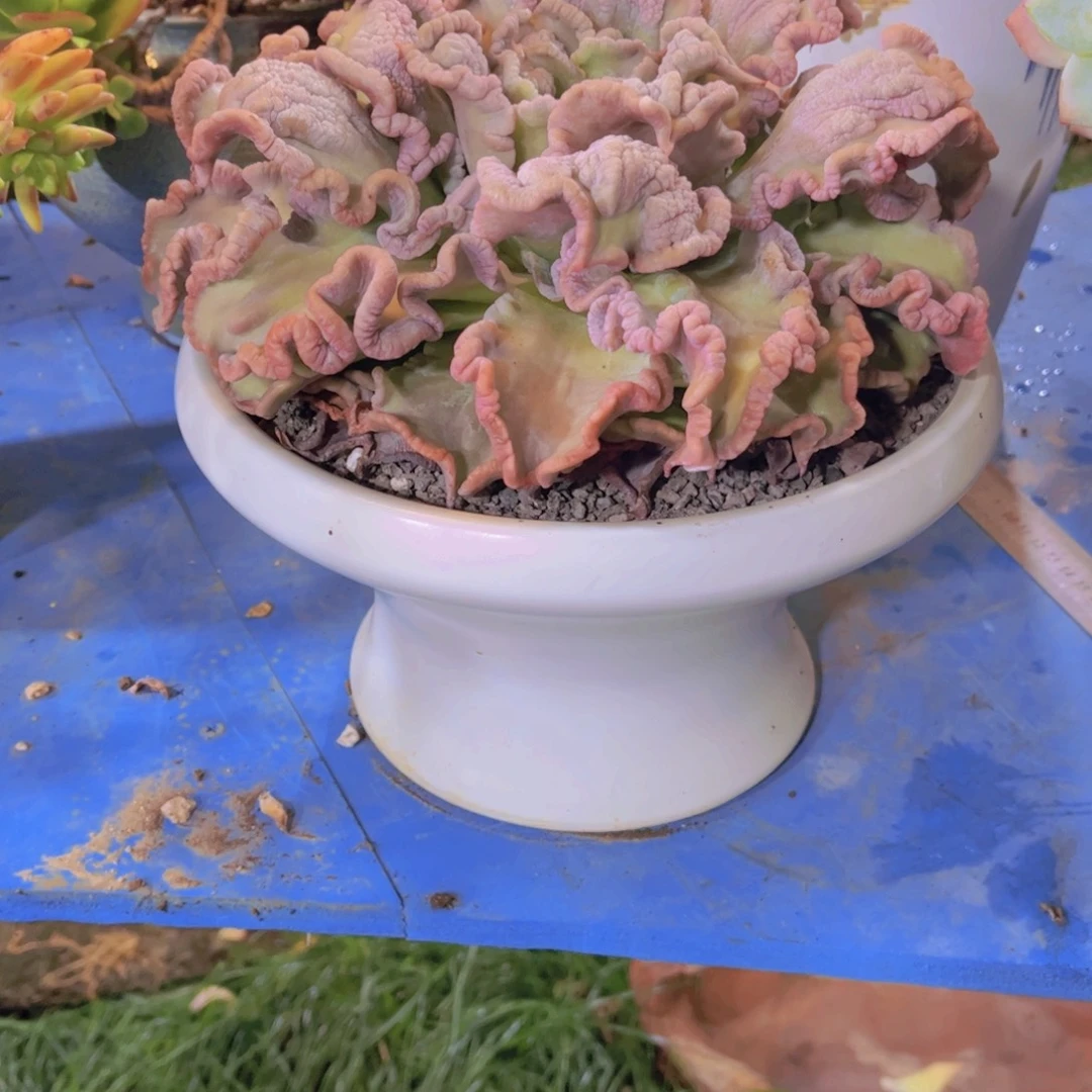 燕***子多肉植物保护研究所所长