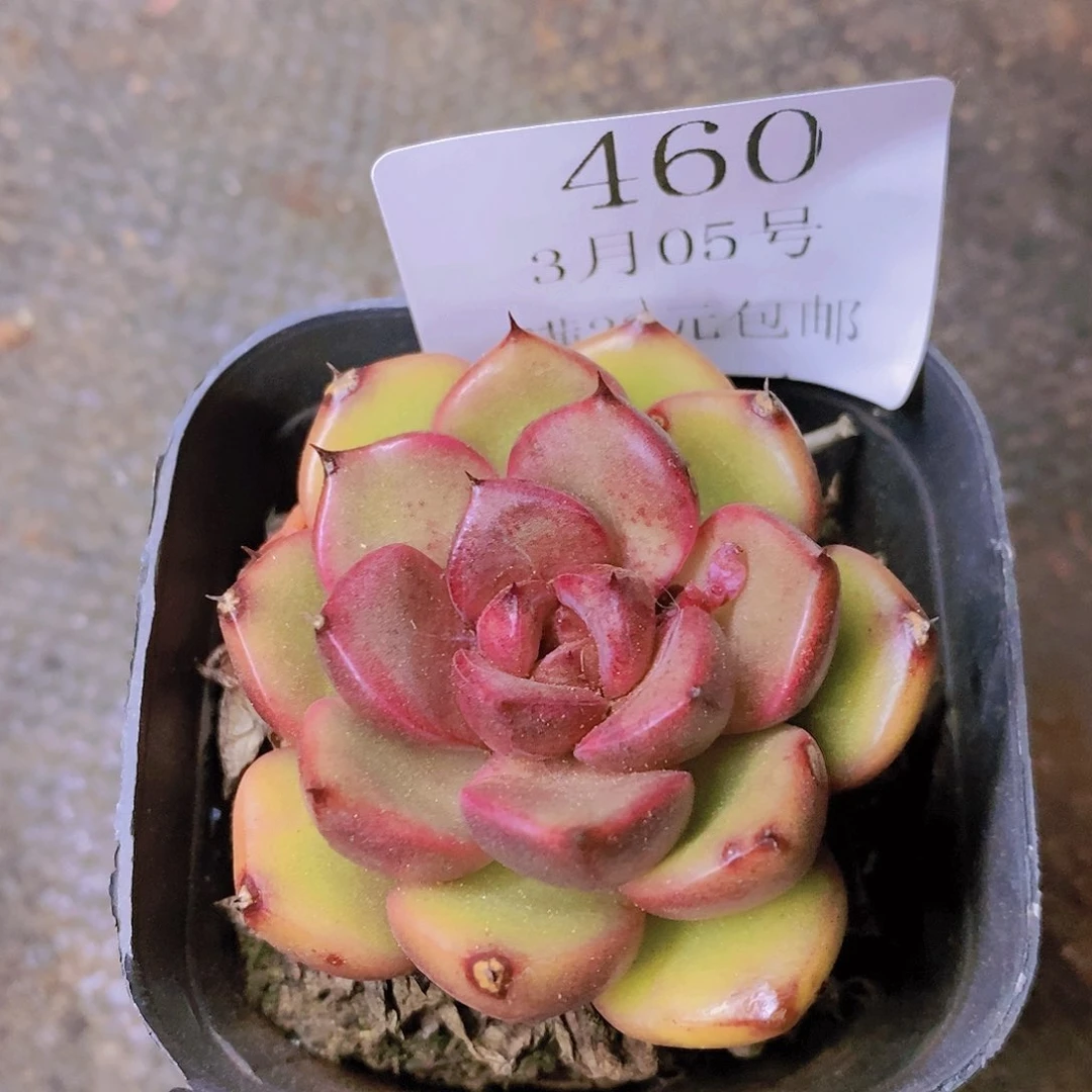 【闪购商品】云460