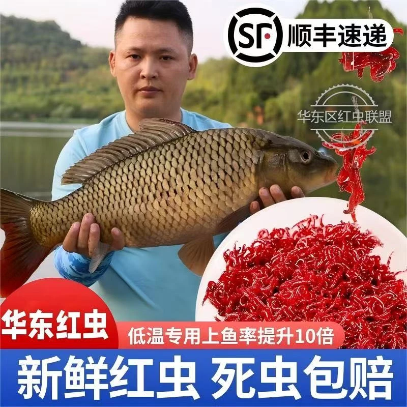 顺丰包邮鲜活红虫公虫特大号