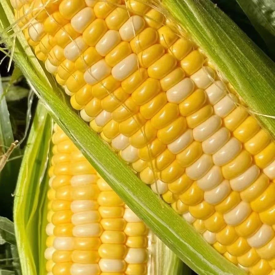 【众旺农场】新鲜水果玉米黄白粒5斤顺丰包邮送货上门水果玉米天津市