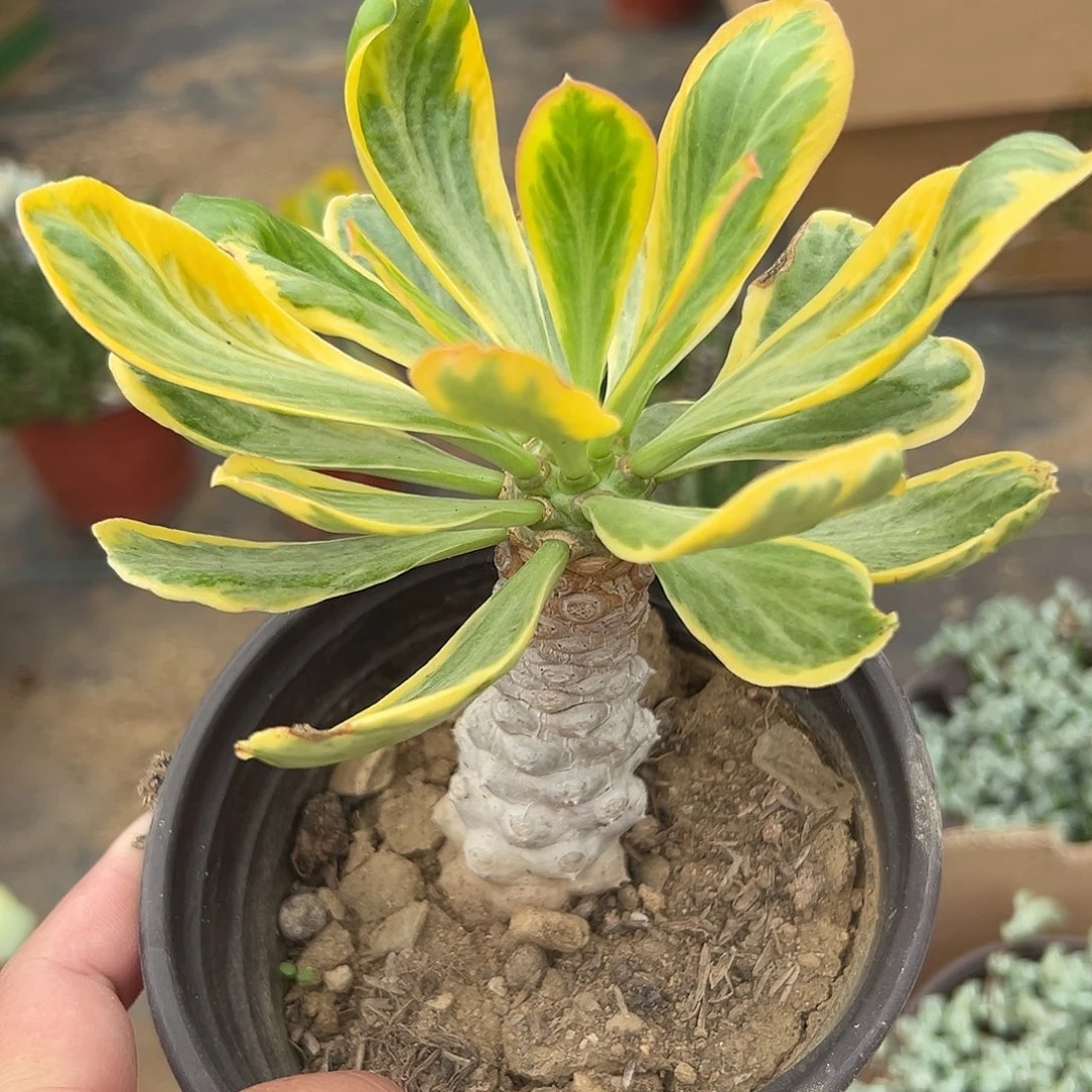 多肉植物多肉植物