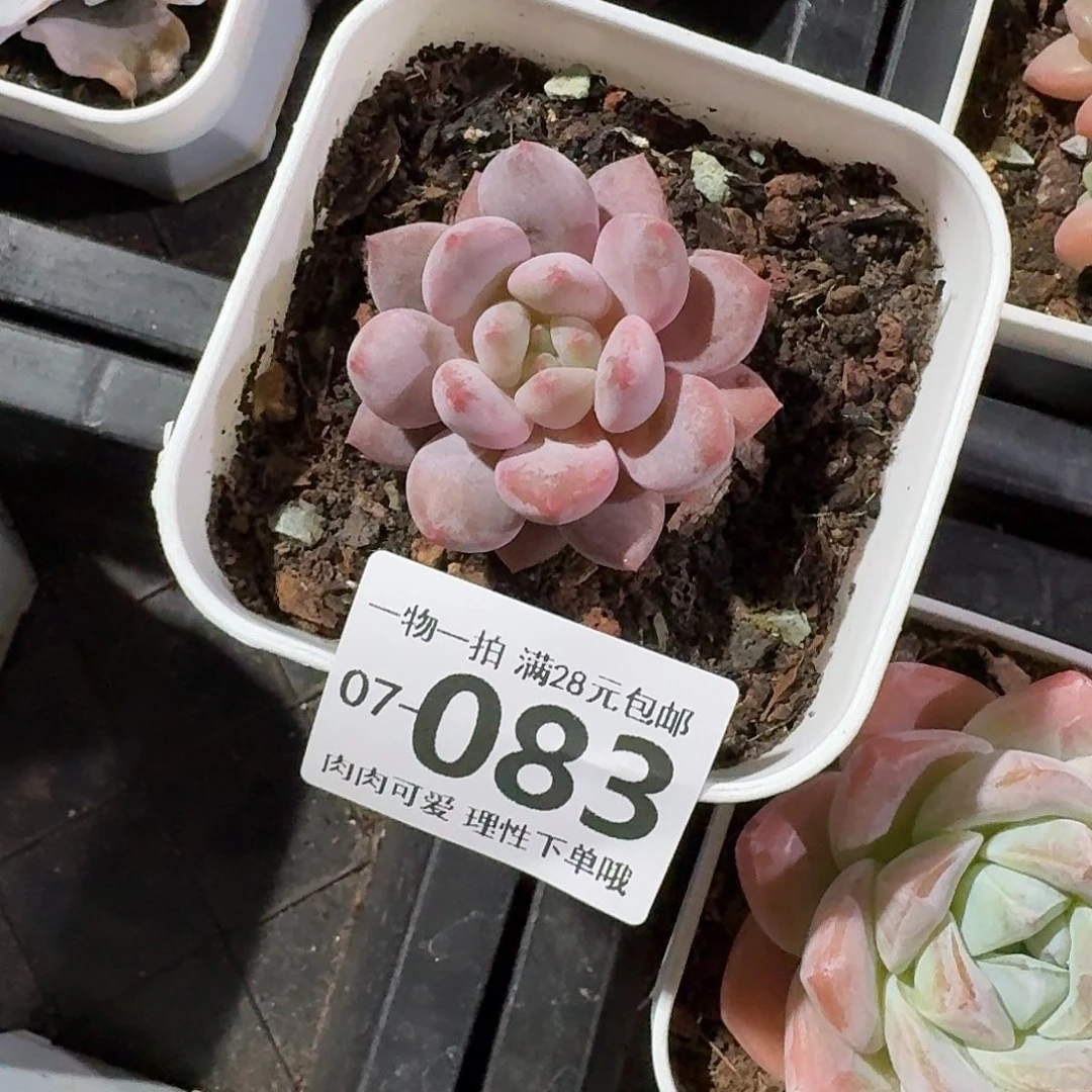 半夏无盆土发货无盆