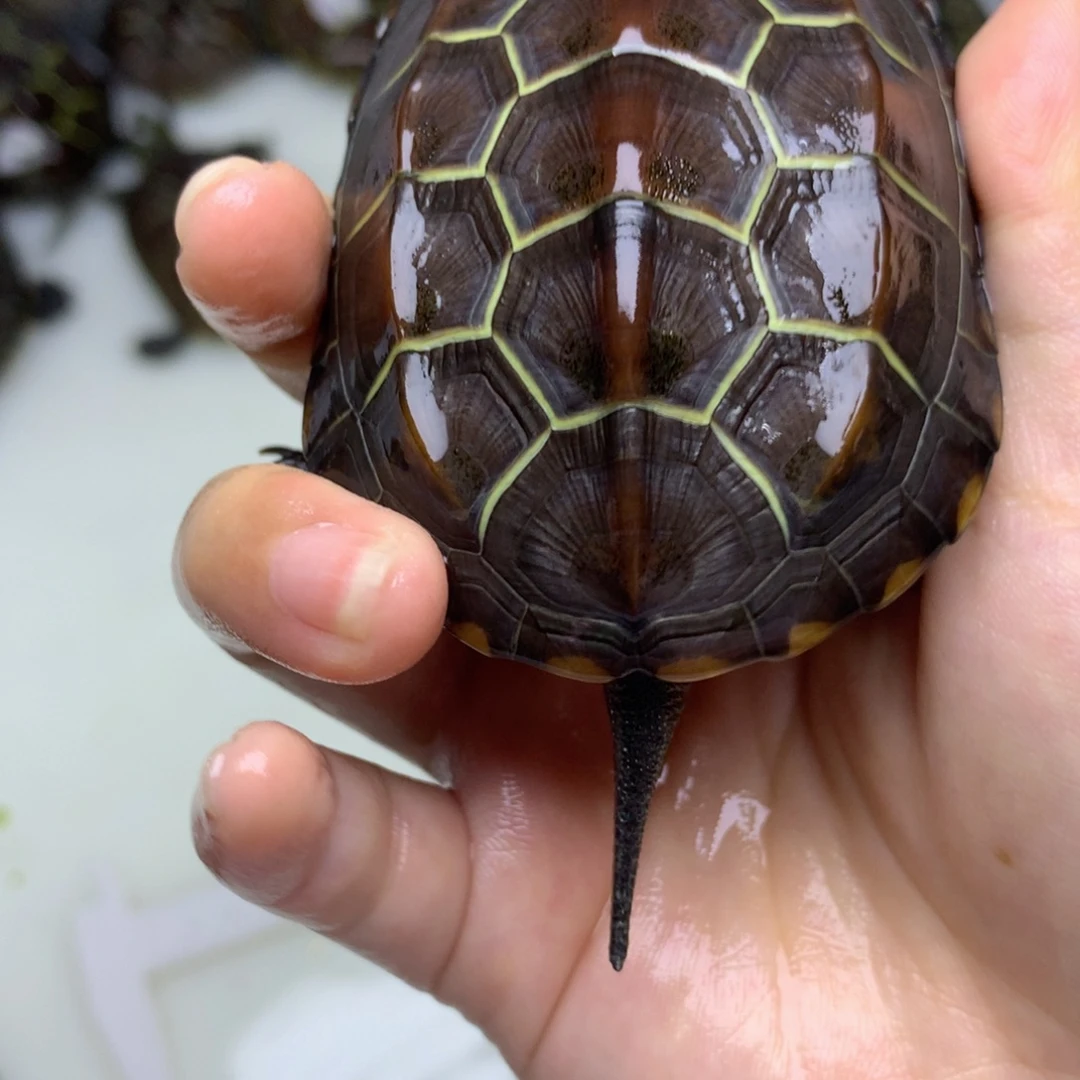 绿毛龟母苏北金线草的乌龟