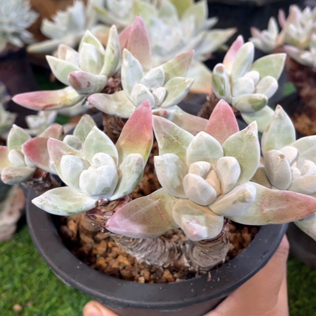 野生厚叶花朵苹果叶群生福利