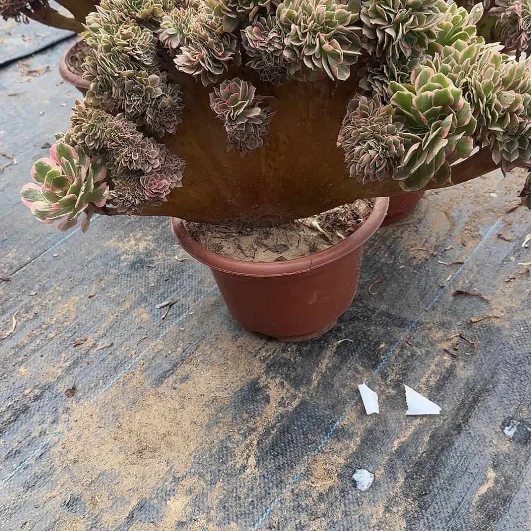 一***9无花朵女巫缀话突兀同比箱子