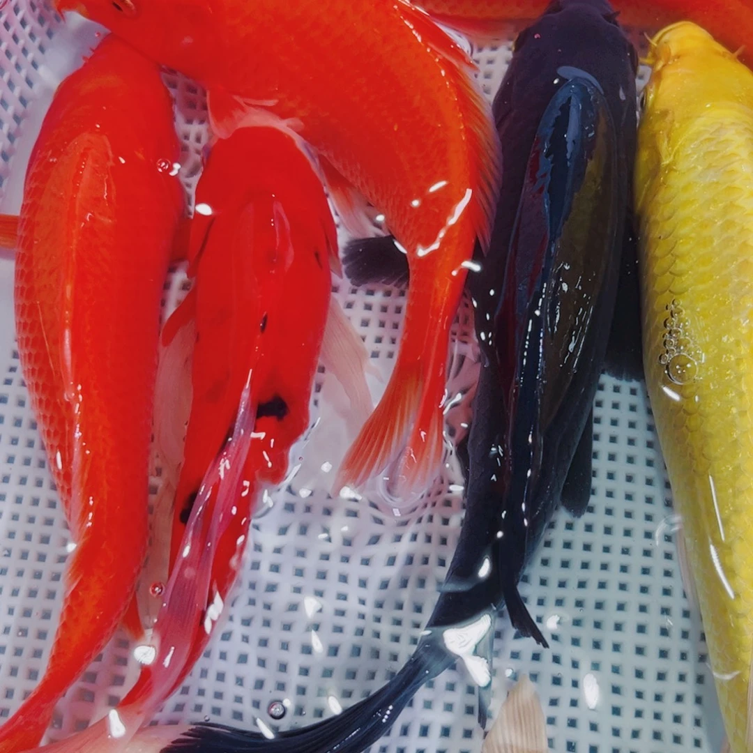 锦鲤锦鲤冷水鱼观赏鱼