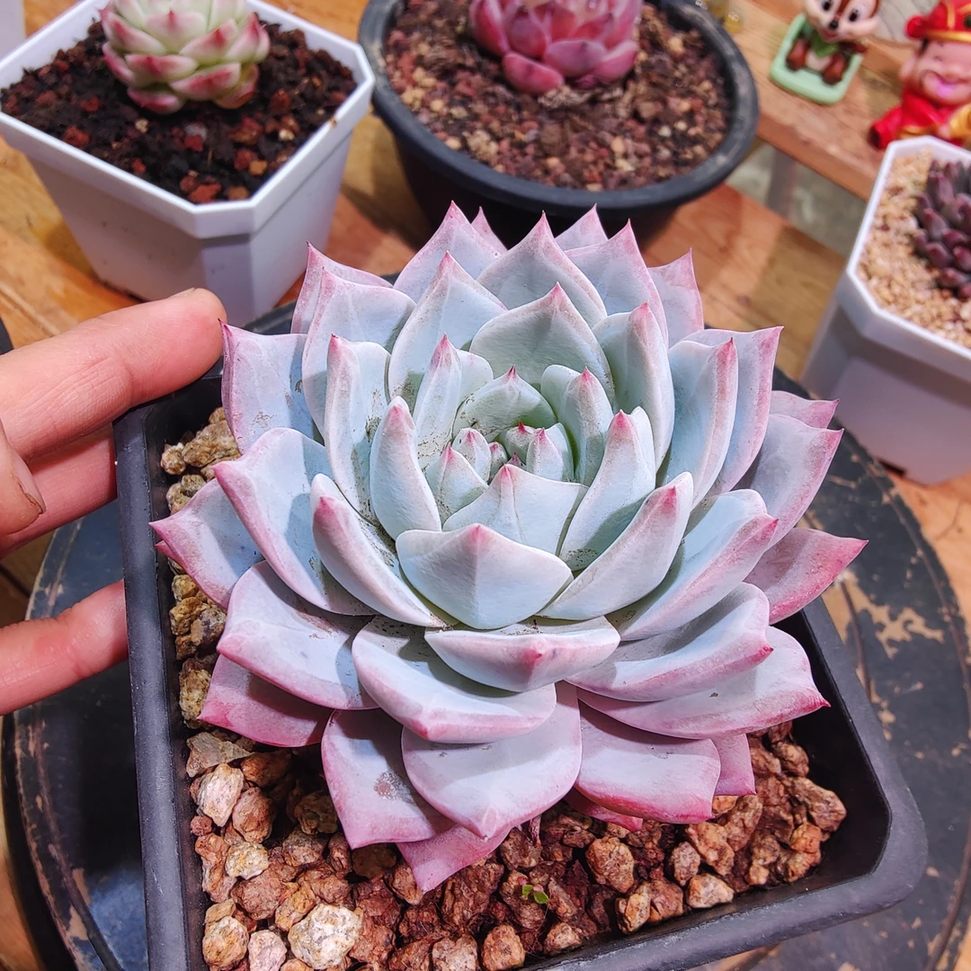 多肉植物一物一拍