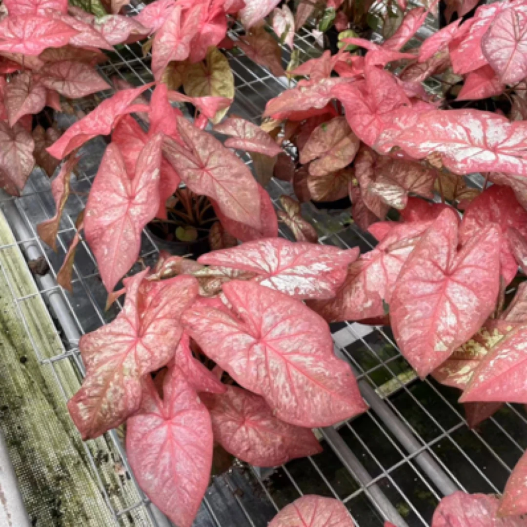 【特惠如烟】小型彩叶芋热植耐热种球多年生 超可爱绿植盆栽