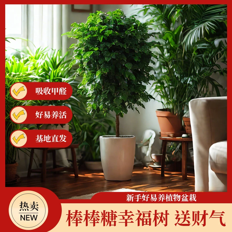 1.1-1.3米棒棒糖幸福树盆栽室内客厅办公室净化空气绿植