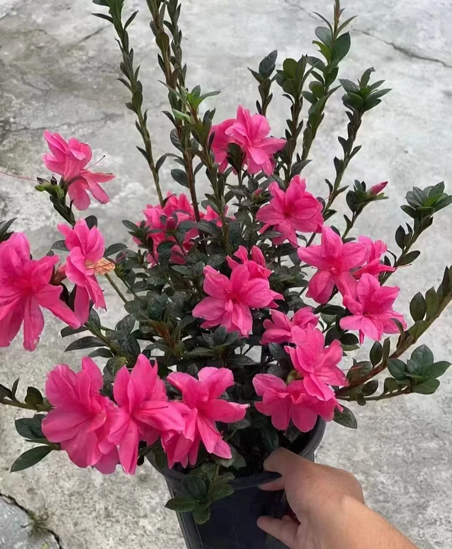 四季杜鹃【大王妃】玫粉色 好养易活 耐寒耐热 基地直发 原盆原土