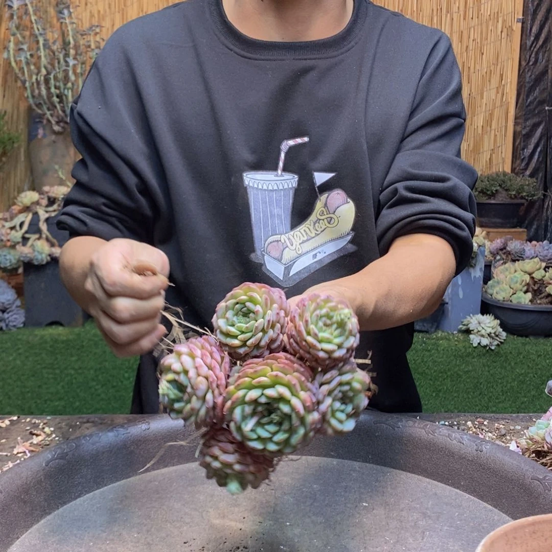 T****肉363 号白胖子多肉