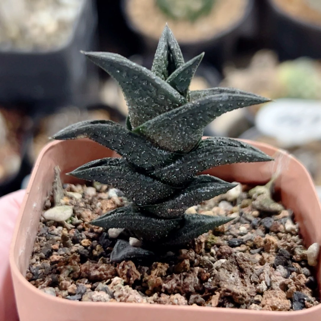 尼古拉硬叶十二卷