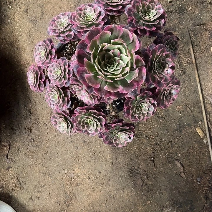 阳***6多肉植物霁月锦……