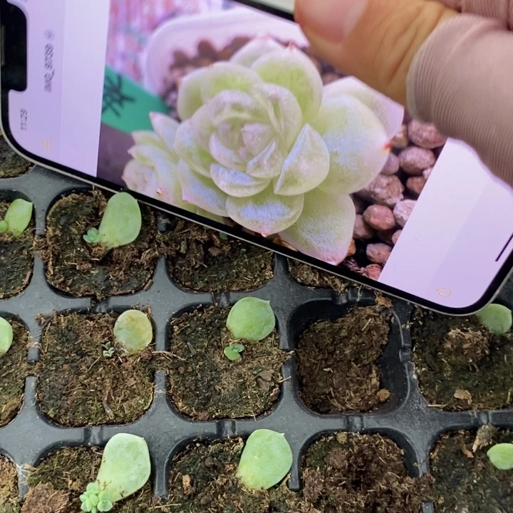 穴盘白冰芽苗一个多肉