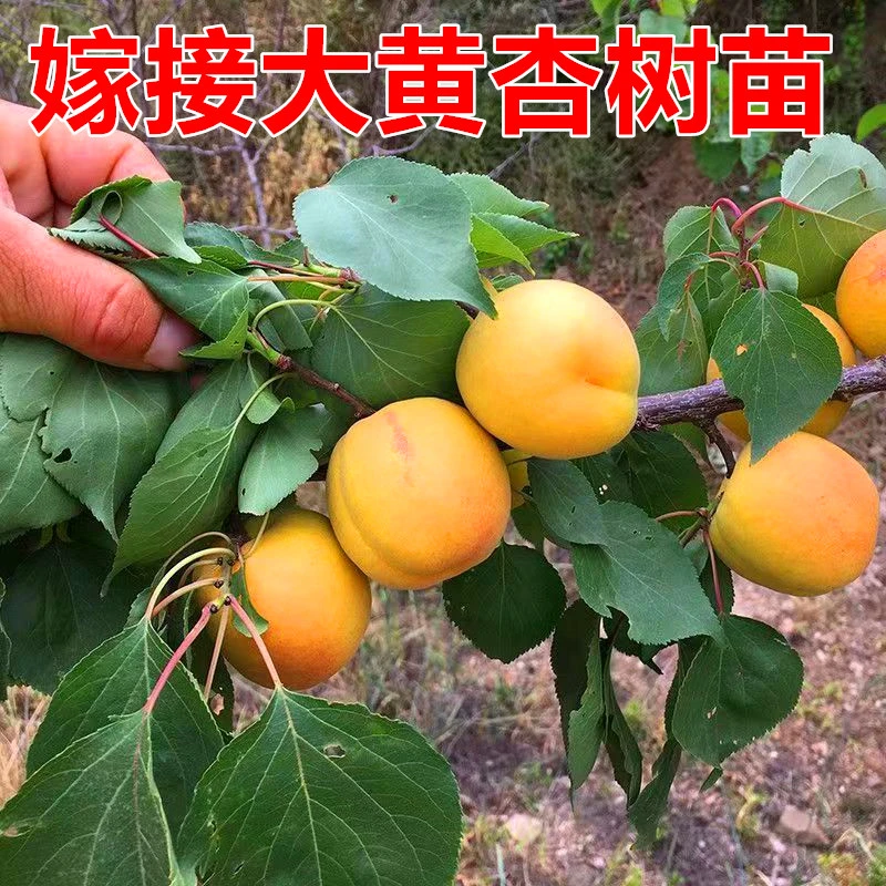 嫁接大黄杏树苗南方北方种植杏子苗新品种当年结果盆栽地栽杏子苗