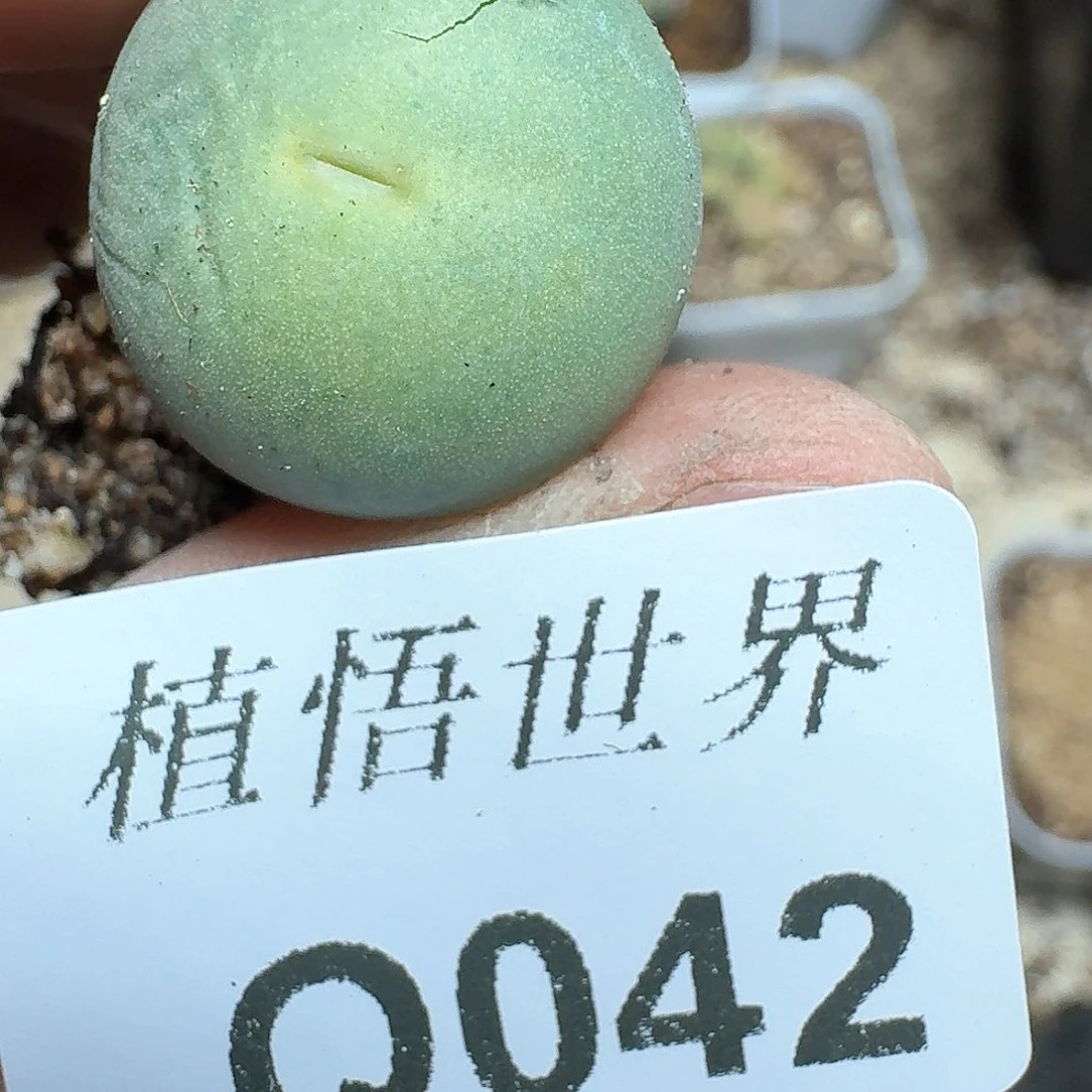 042号多肉植物哇d f