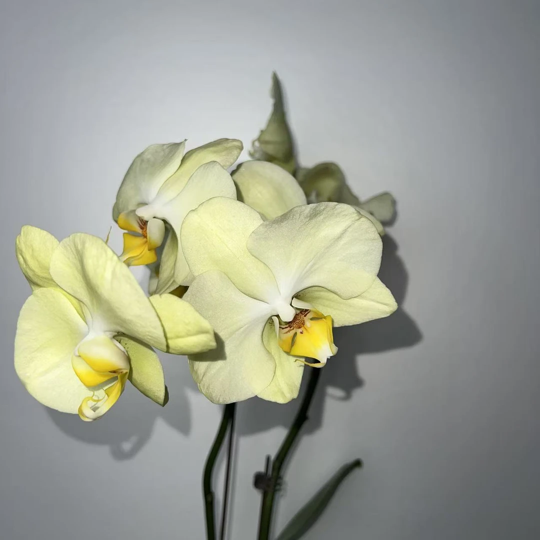 蝴蝶兰--【芳美神话】任意两颗包邮，只拍一颗默认【发苗】！！